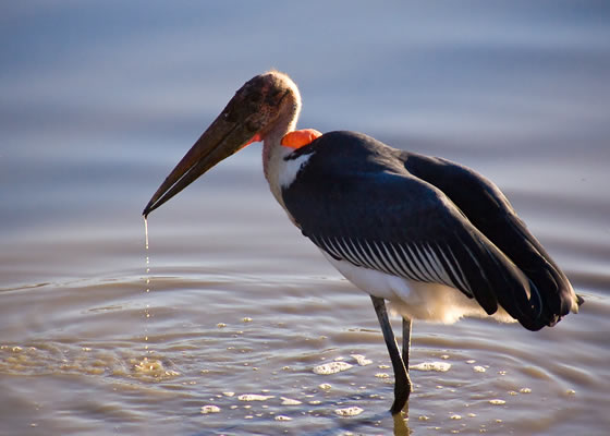 Marabu Stork, Timbavati Game Reserve, &copy;Daniel Newcombe